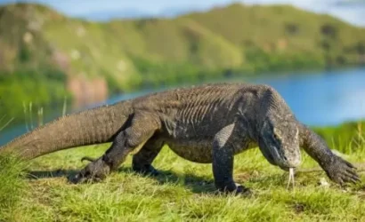 Komodo island day tour