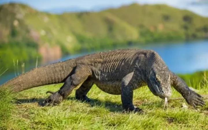 Komodo island day tour