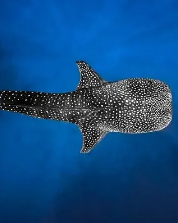 Tour lombok komodo