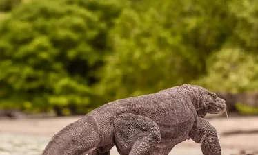 1 day open trip to komodo island
