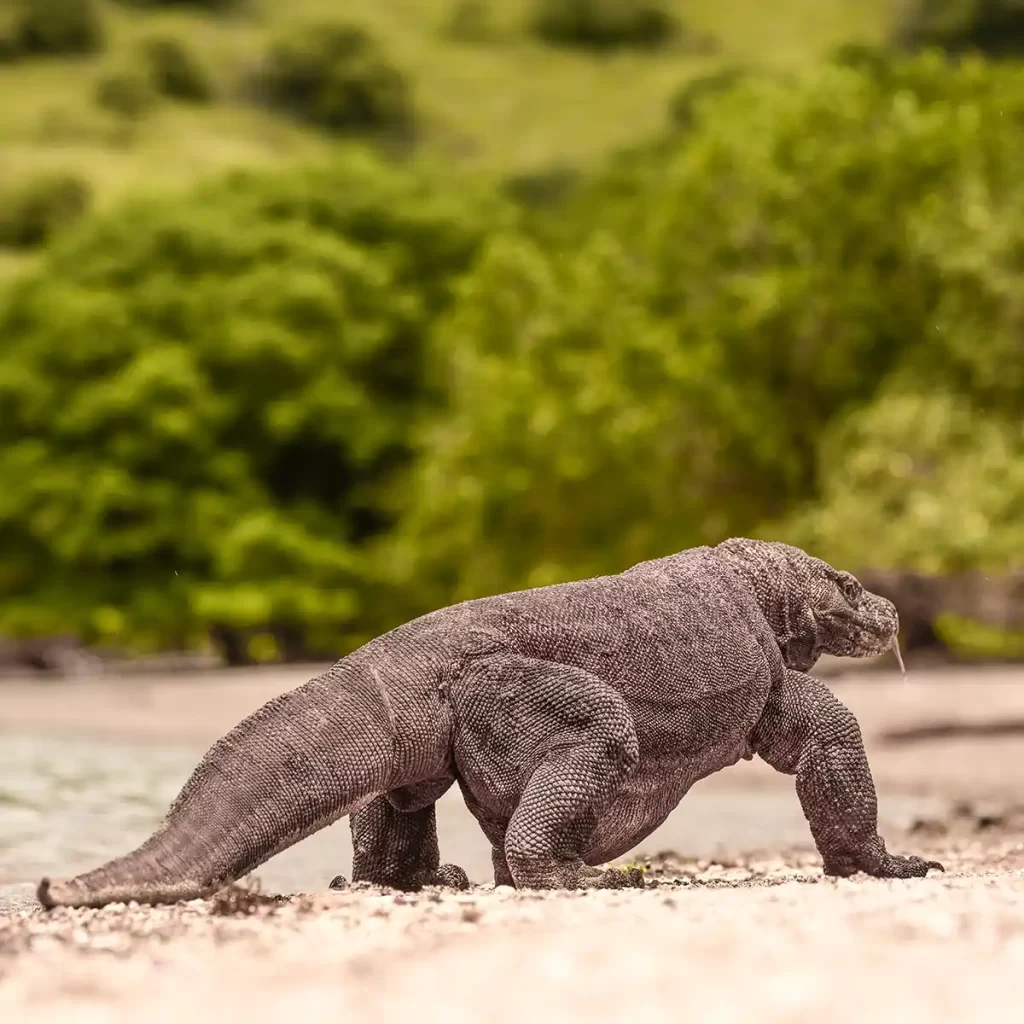 1 day open trip to komodo island